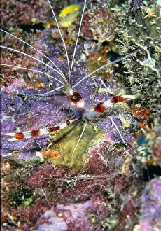 Sponges Prints: Stenopus hispidus is a shrimp-like decapod crustacean belonging to the infraorder Stenopodidea