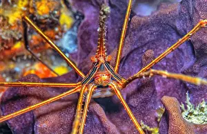 Sponges Prints: Stenorhynchus seticornis, the yellowline arrow crab or simply arrow crab