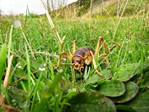 Stephens Island weta or Cook Strait giant weta on Maud Island predator-free sanctuary