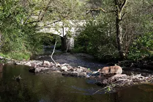 Located Prints: steps bridge woods near dunsford