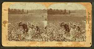 Workforce Prints: A stereoscopic photograph showing workers picking cotton in a field