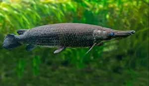 Bony Fish Prints: Sterlet (Acipenser ruthenus), Baden-Wuerttemberg, Germany, Europe