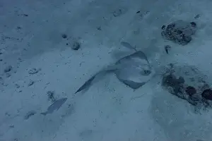 Sandy Bottom Prints: Sting ray in the coral reef of Maldives island
