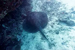 Sandy Bottom Prints: Sting ray in the coral reef of Maldives island