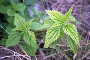 Green Forest Prints: Stinging nettle Urtica dioica