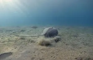 Stingray Prints: Stingray in the blue sea. Underwater landscape with honeycomb stingray
