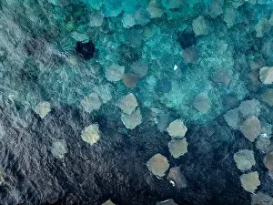 Manta Prints: Many Stingray in the indian ocean near by a port