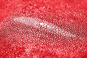 Genuine Prints: stingray skin texture. Background nature wallpaper