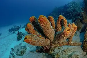 Underwater Ecosystem Prints: This stock photo captures stunning underwater sponge formations off the coast of Bonaire