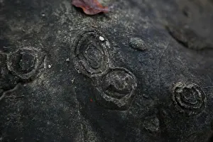Karst Prints: The 'stone flowers', which are chert nodules