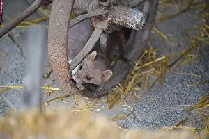 Alertness Prints: Stone Marten, Beech Marten, Martes foina