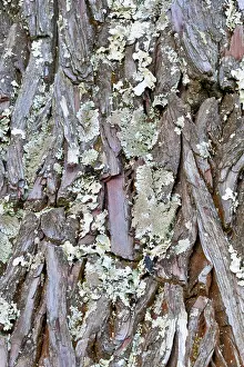 Trunks Prints: Stone Pine (Pinus pinea) close-up bark Kirstenbosch National Botanical Garden Cape Town Western Cape South Africa