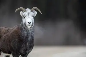 Rugged Terrain Prints: Stone sheep (Ovis dalli stonei) standing alert in its natural habitat