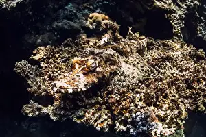 Stonefish Prints: Stonefish hide and camouflage themselves on coral