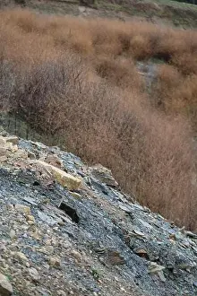 Stony slope reinforced by Bushes in Winter