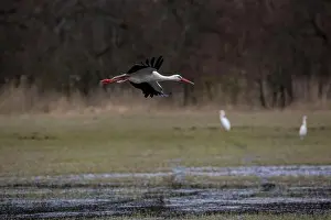 Blurred Background Prints: Stork flying over a wet meadow at a little pond called Mönchbruchweiher in the Mönchbruch natural reserve next to