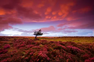 Heather Prints: Stormy sunset over the heather carpeted Dunkery Hill Exmoor National Park Somerset England