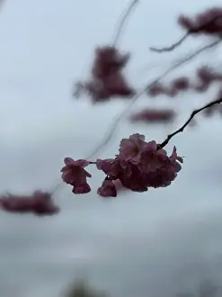 Sakura Prints: Storytelling