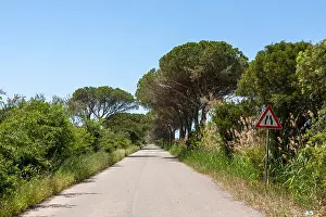 Will Perrett Prints: Strada del Mare in the Parco Regionale della Maremma