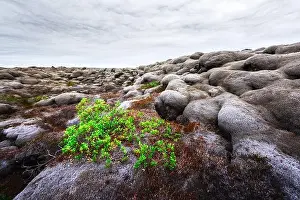 Strange Iceland landscape with lava field covered with brown moss Eldhraun from volcano eruption and cloudy sky