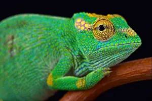 Chamaeleo Prints: Strange-nosed chameleon (Kinyongia xenorhina) female