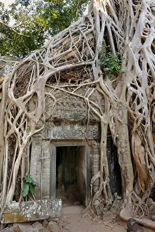 Prohm Prints: Strangler Fig or White Fig (Ficus virens) at the Ta Prohm Temple