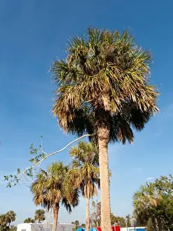 Intertwined Prints: A strangling fig begins to take root on a palm tree