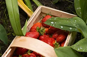 Kind Prints: Strawberries - dew and water. Basket of fresh strawberries