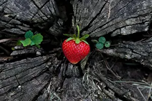 Admission Prints: Strawberries on a wooden stump