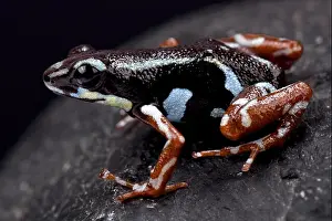 Strawberry dart frog, Oophaga pumilio Bocas del Toro
