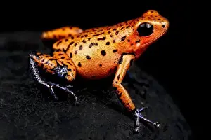 Oophaga Prints: The Strawberry dart frog (Oophaga pumilio) is a highly variable colored amphibian species