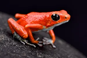 Oophaga Prints: Strawberry dart frog, Oophaga pumilio Quebrada sal