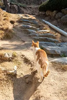 Feline Prints: Stray cat in the outdoor garden