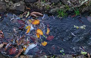 Debris Prints: a stream running in the park with yellow leaves. High quality photo