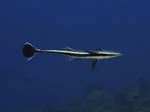 Diving Locations Prints: A streamlined fish, Live sharksucker (Echeneis naucrates)