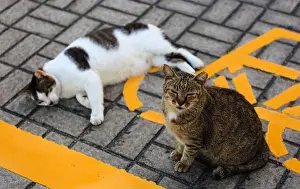 Lazy Prints: street cat rest in Bicycle parking space