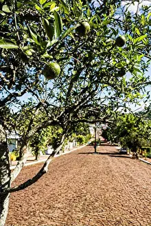 Day Light Prints: Street with fruit trees. Mondaí, Santa Catarina, Brazil