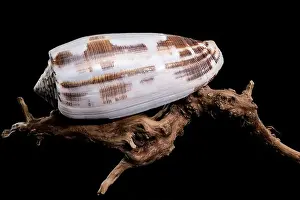 Odesa Oblast Prints: Striated Cone Shell on Driftwood black background