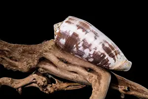 Odesa Oblast Prints: Striated Cone Shell on Driftwood black background