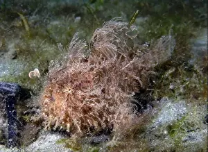 Blue Heron Bridge Prints: A Striated Frogfish (Antennarius striatus) in Florida, USA