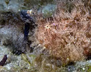 Blue Heron Bridge Prints: A Striated Frogfish (Antennarius striatus) in Florida, USA