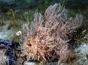 Blue Heron Bridge Prints: A Striated Frogfish (Antennarius striatus) in Florida, USA