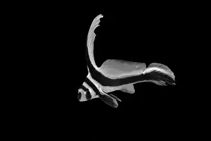White And Black Prints: A striking black and white fish with elegant fins swims gracefully against a dark background