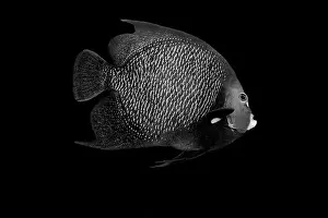White And Black Prints: Striking black and white portrait of a fish set against a dark background Highlighting intricate details