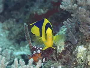 Percomorphaceae Prints: A striking fish with bright colours