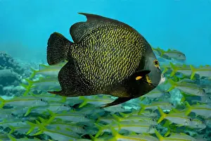 Sea Creature Prints: A striking French Angelfish or Pomacanthus paru glides serenely past a dynamic school of Yellowtail Snapper or Ocyurus