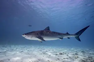 Nature Conservation Prints: This striking image features a tiger shark swimming gracefully over a sandy ocean bottom