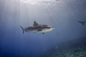 Nature Conservation Prints: This striking image features a tiger shark swimming gracefully over a sandy ocean bottom
