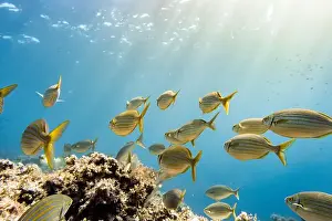 From Below Prints: A striking underwater scene captures a school of Salema fish gracefully swimming among coral reefs under the sunlit