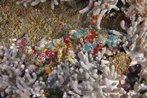 Water Animals Prints: A strikingly patterned fish, humpback scorpionfish (Scorpaenopsis diabolus)